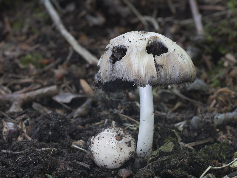 Coprinopsis episcopalis